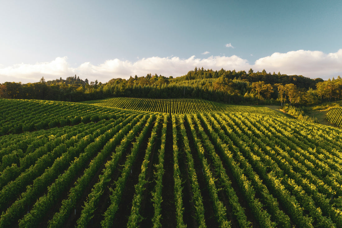 Sowing the future: Bill Gates' agricultural empire in the United States